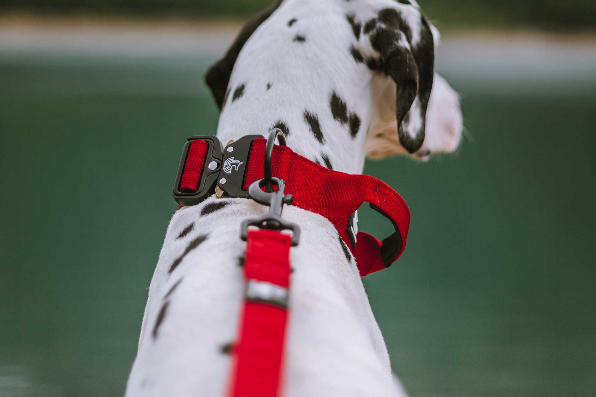 correa multiposicion perros