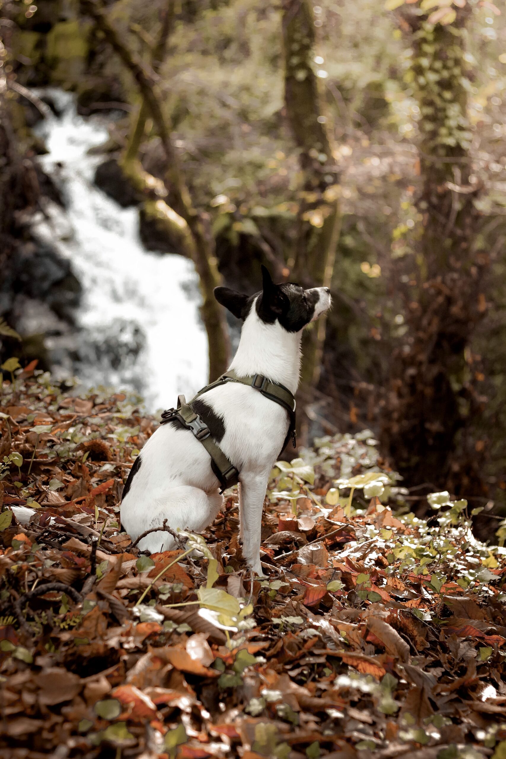 freewild-green-forest-modelo freewild-green-forest-modelo