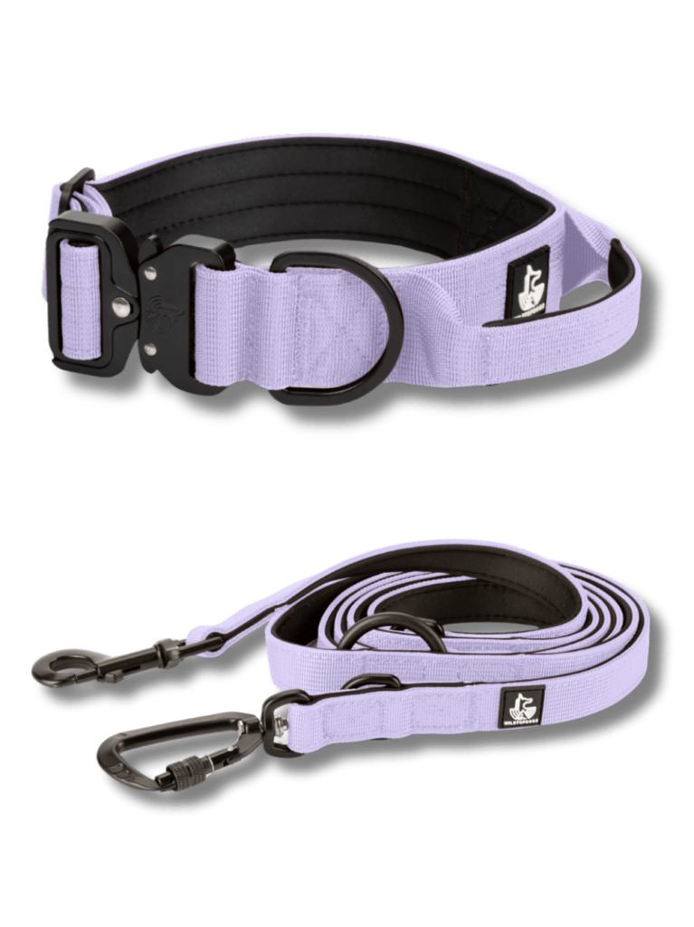 Conjunto Mystic Lilac para perros wtd
